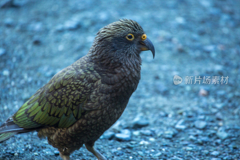 Kea bird，新西兰